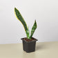 Snake Plants