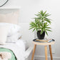Dracaena Artificial Houseplant