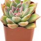 Sprout N Green Echeveria Minima, 1 Live Mini Succulent Plant Fully Rooted in 2 inch Starter Pot, Real House Plant for Indoor Outdoor Home Office Wedding Decoration Party Favor
