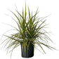 Dracaena Marginata Kiwi Live Plant – 10-inch Grower Pot, Indoor/Outdoor Houseplant