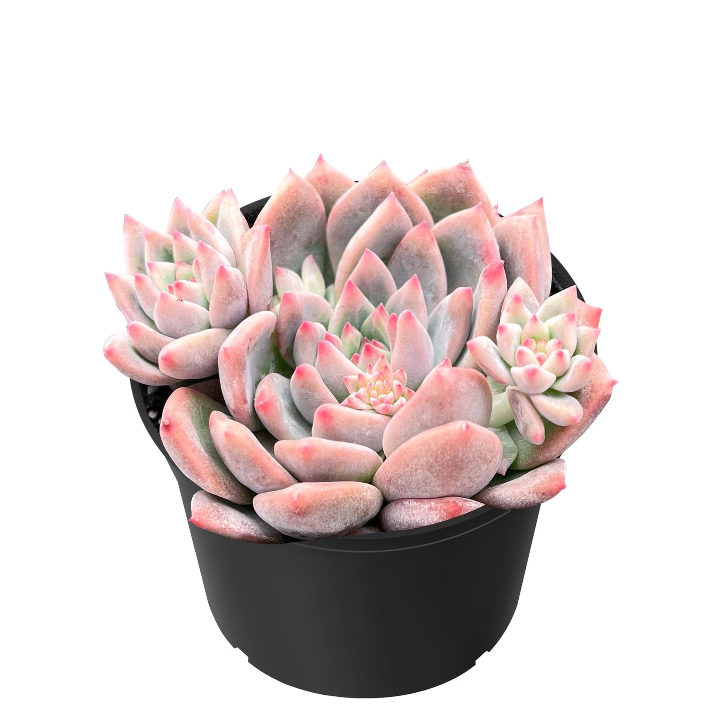 Sprout N Green Echeveria Minima, 1 Live Mini Succulent Plant Fully Rooted in 2 inch Starter Pot, Real House Plant for Indoor Outdoor Home Office Wedding Decoration Party Favor