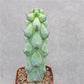 Boobie Cactus Live Plant - Myrtillocactus Geometrizans Fukurokuryuzinboku