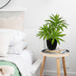 Dracaena Artificial Houseplant