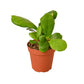 Ficus