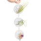 Double Hook Terrariums with Air Plants (Set 3)