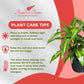 Dracaena Hawaiian Sunshine Live Plant, Indoor/Outdoor, 10-inch Grower Pot