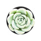 Sprout N Green Echeveria Minima, 1 Live Mini Succulent Plant Fully Rooted in 2 inch Starter Pot, Real House Plant for Indoor Outdoor Home Office Wedding Decoration Party Favor