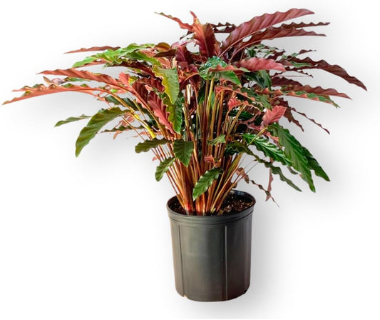 Calathea Rufibarba Live Plant Indoor/Outdoor in 10 in Grower Pot, Green, Purple