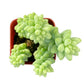 Lithops & Succulent Collection