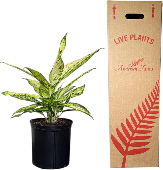 Dieffenbachia Starbright Live Plant, Indoor/Outdoor, 10-inch Pot, Yellow and Green