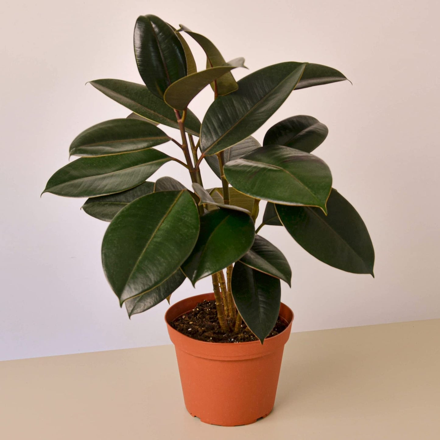 Ficus