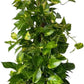 Golden Pothos Totem Live Plant - 10-inch Grower Pot, Indoor/Outdoor