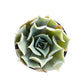 Sprout N Green Echeveria Minima, 1 Live Mini Succulent Plant Fully Rooted in 2 inch Starter Pot, Real House Plant for Indoor Outdoor Home Office Wedding Decoration Party Favor