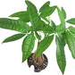 Chinese Money Tree Live Plant