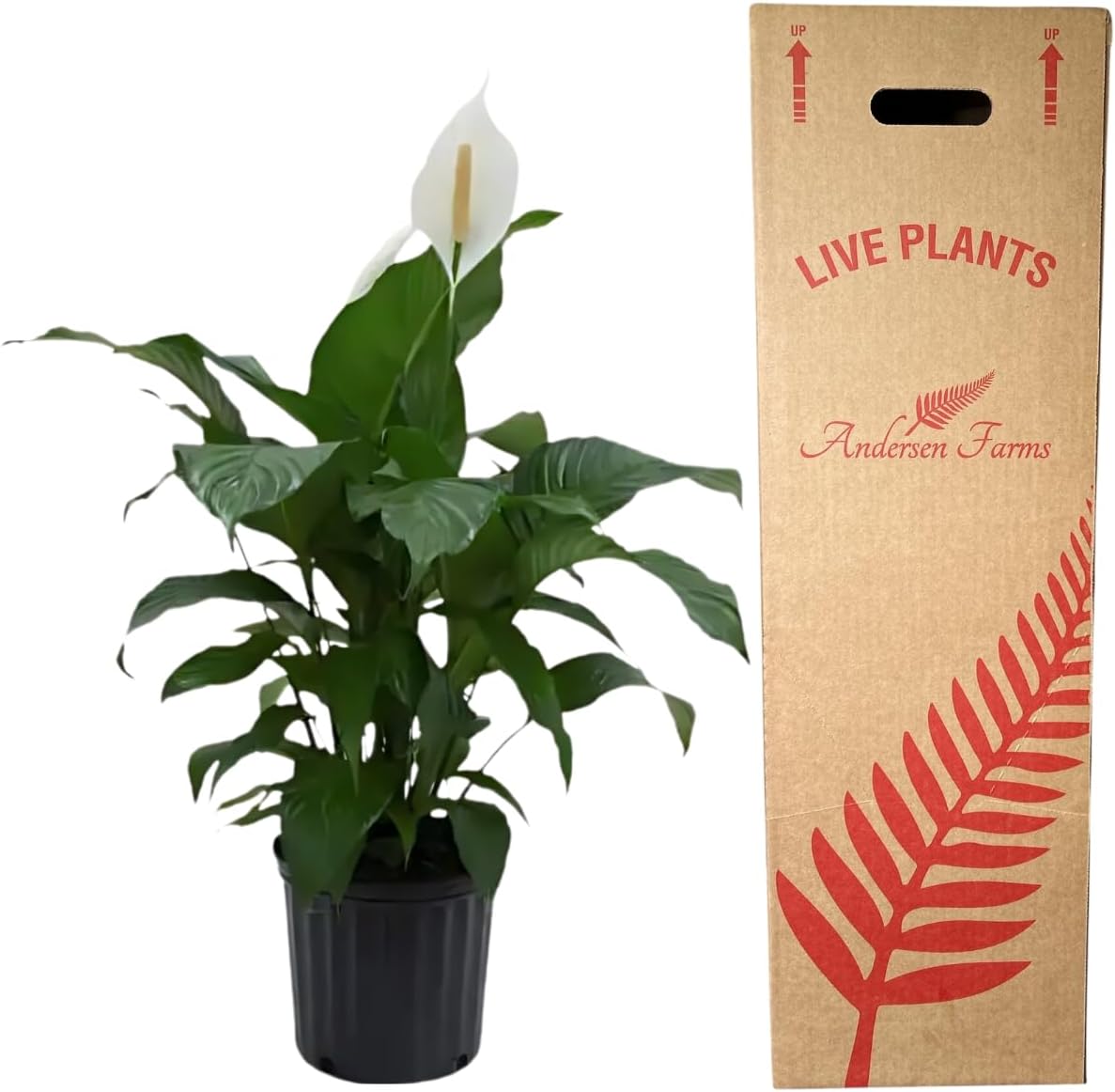 Spathiphyllum Sweet Pablo Plant 'Peace Lily' Live Plant - Indoor/Outdoor in 10-inch Grower Pot