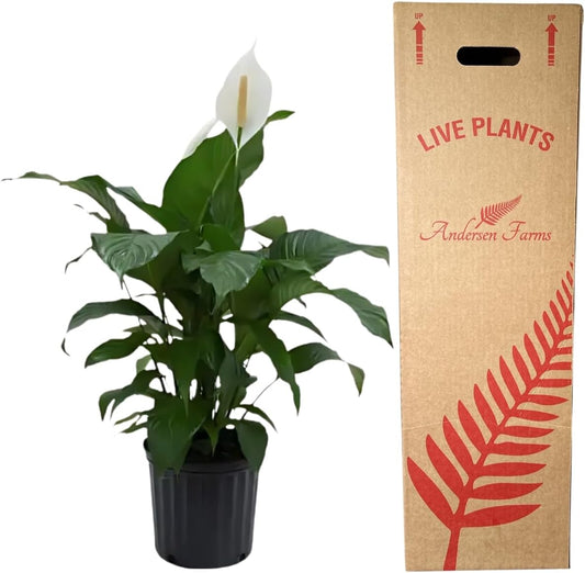 Spathiphyllum Sweet Pablo Plant 'Peace Lily' Live Plant - Indoor/Outdoor in 10-inch Grower Pot