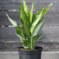 Dieffenbachia Panther Live Plant Indoor/Outdoor in 10 in Grower Pot, Green, White