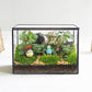 Glass Terrarium with Lid