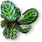 Calathea Medallion Live Plant Indoor/Outdoor in 10 in Grower Pot, Green, Rose