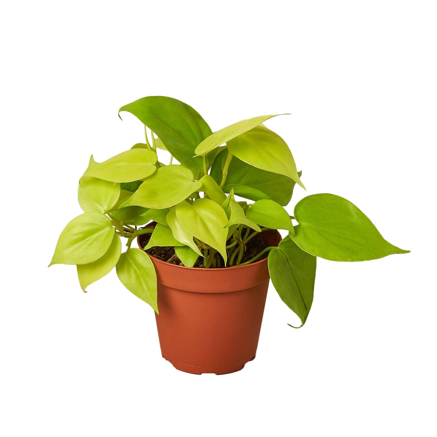 Philodendrons