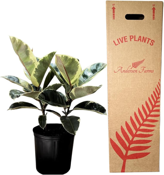 Ficus Tineke, Live Indoor Plants in Grower Pot, Natural Air Purifier in Well-Drained Moist Soil, Gift for Plant Lovers, Birthday Gift, Living Room, Bedroom Decor, 10 Inch, Variegated