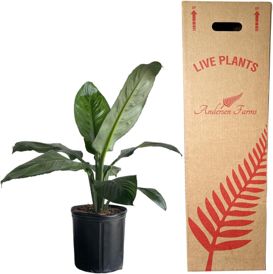Spathiphyllum Sensation 'Peace Lily' Live Plant, Indoor/Outdoor, 10 in Grower Pot
