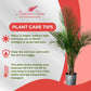 Majesty Palm Live Plant Indoor/Outdoor in 10 in Grower Pot