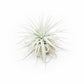 Jumbo Tectorum Ecuador Air Plant