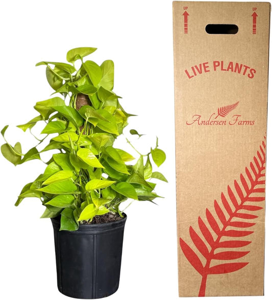 Neon Pothos Totem Live Plant, Indoor/Outdoor, 10-inch Grower Pot