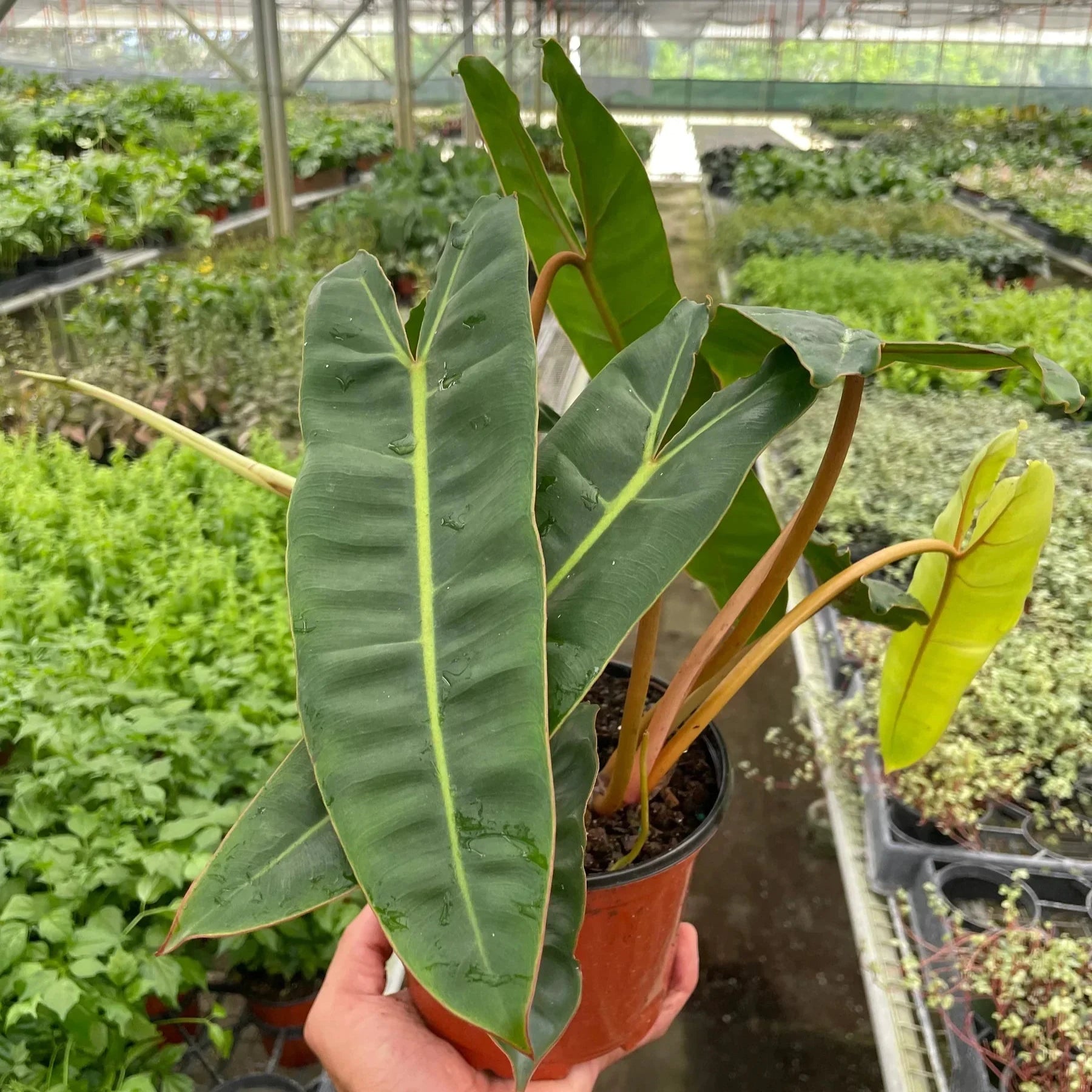 Philodendron billietiae 6"