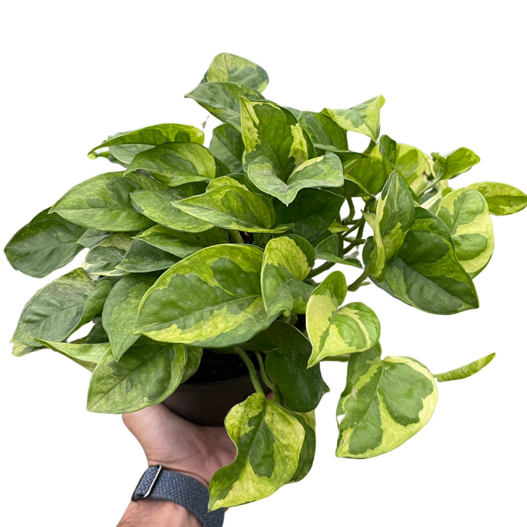 Epipremnum aureum 