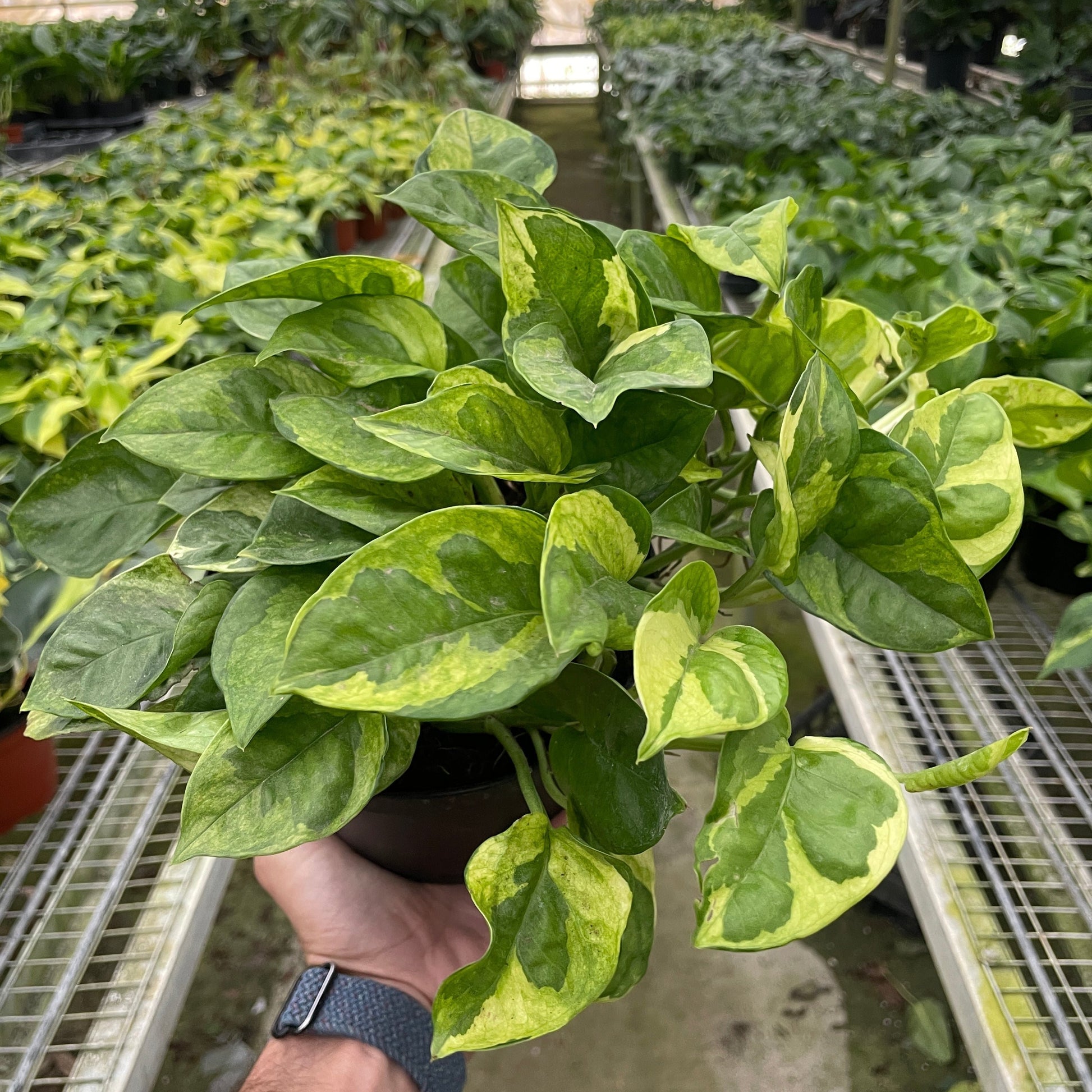 Lemon Pothos 6"