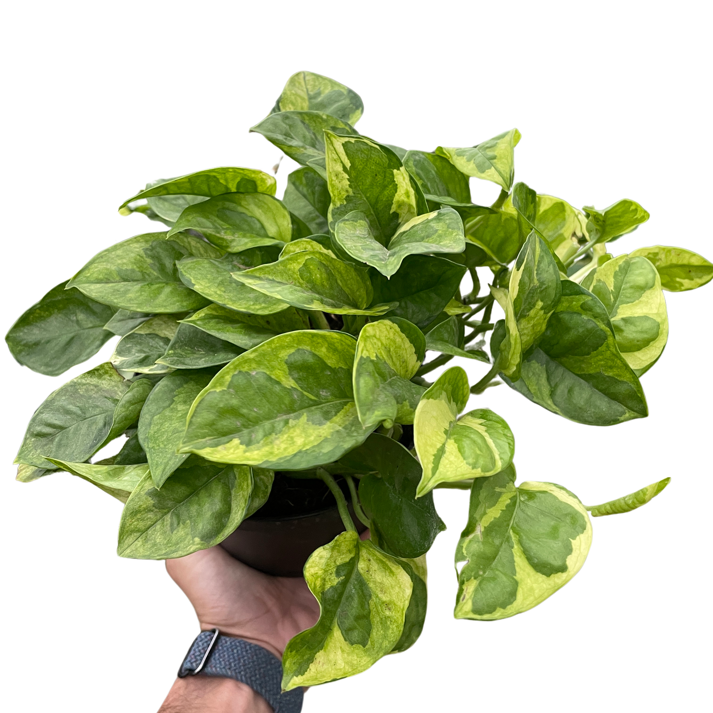 Lemon meringue pothos 6"
