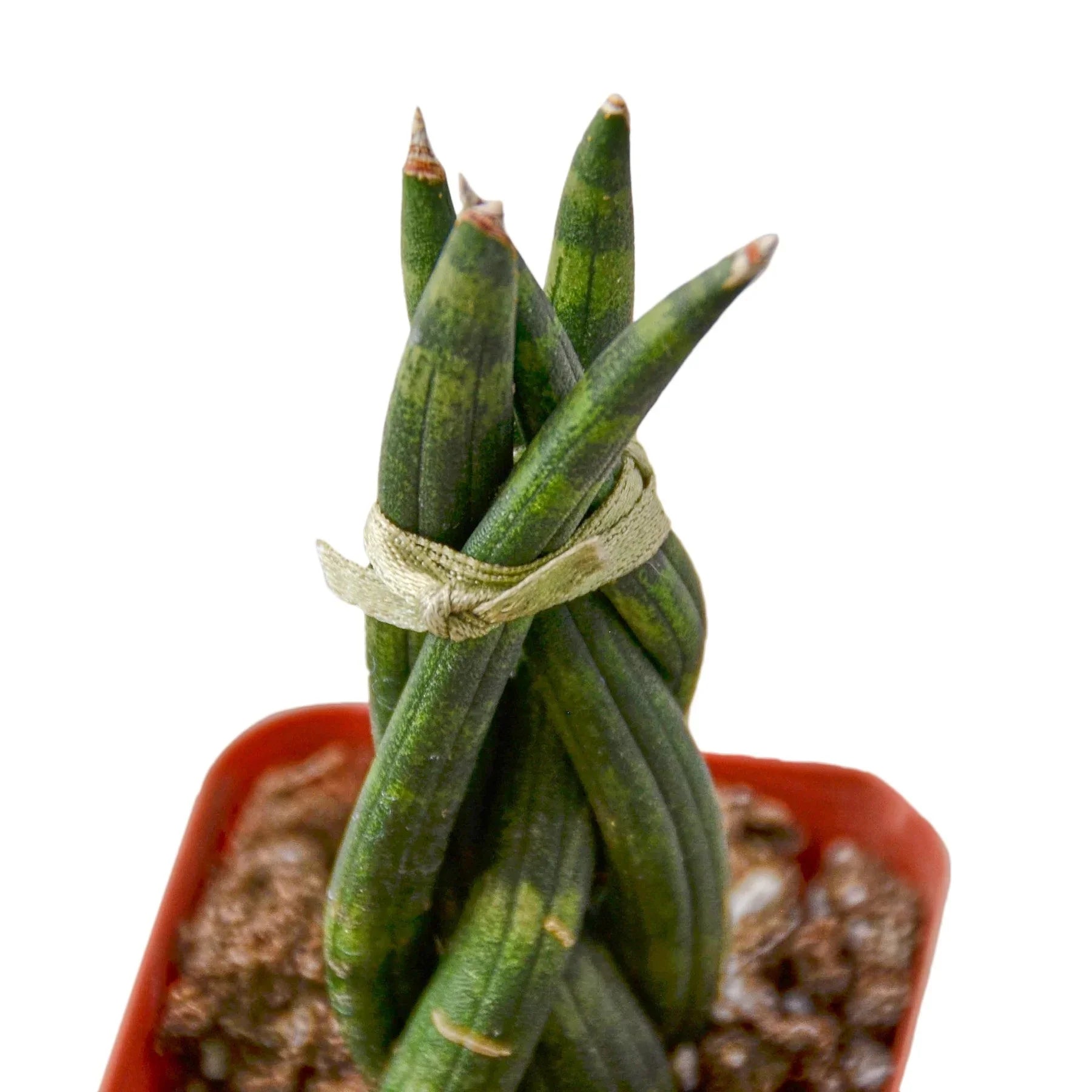 Sansevieria Trifasciata Twisted Snake Plant