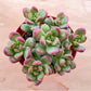 4" Trailing Succulents