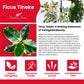 Ficus Tineke, Live Indoor Plants in Grower Pot, Natural Air Purifier in Well-Drained Moist Soil, Gift for Plant Lovers, Birthday Gift, Living Room, Bedroom Decor, 10 Inch, Variegated