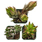 Lithops & Succulent Collection
