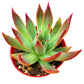 4" Trailing Succulents