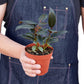 Ficus