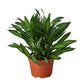 Dracaenas