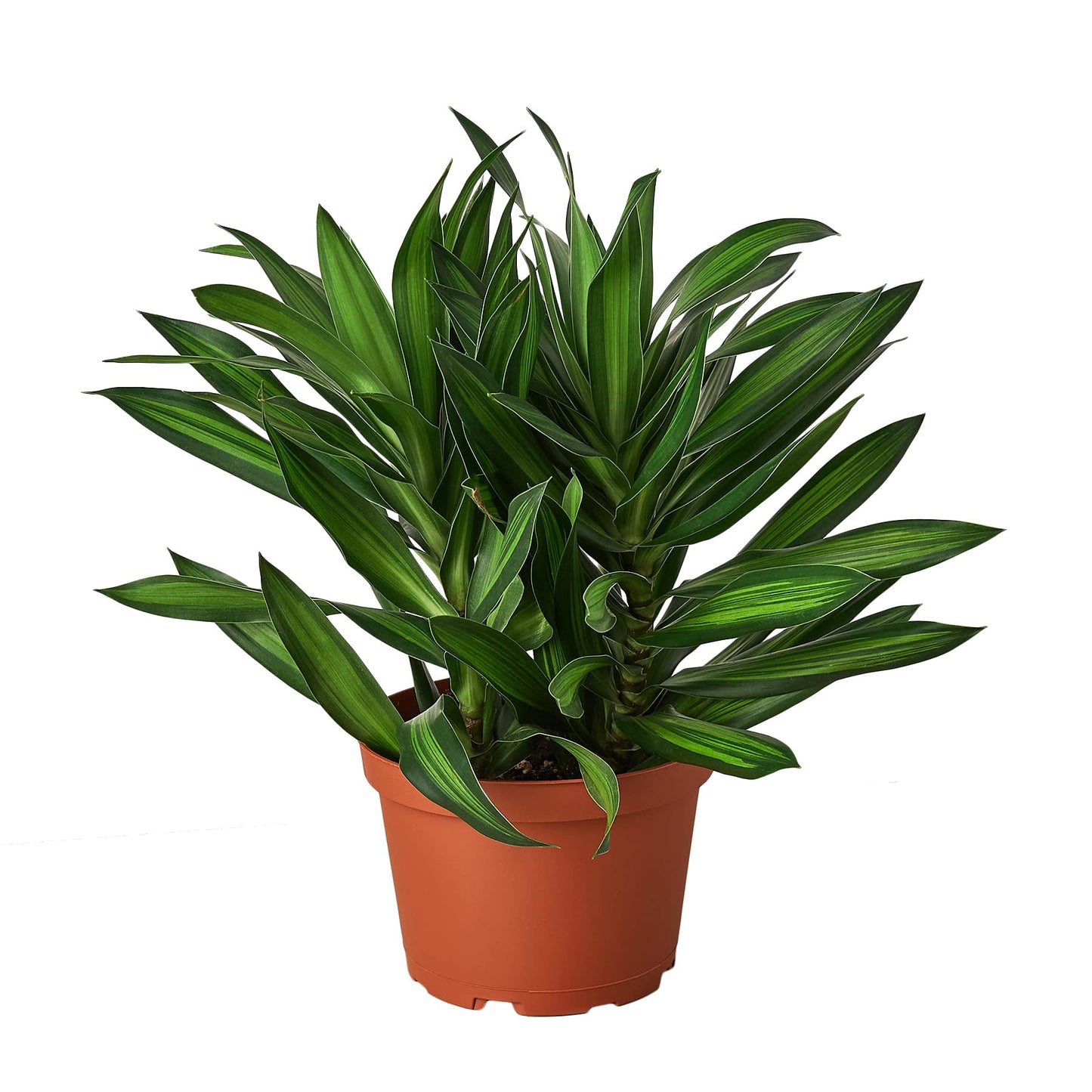 Dracaenas