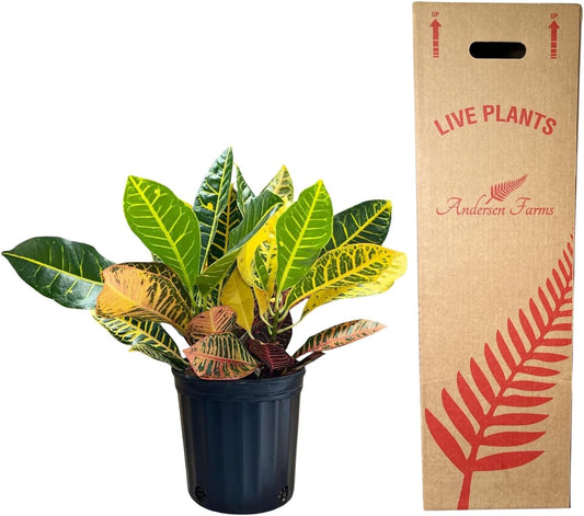 Croton Petra – Live Tropical Plant in 10-Inch Grower Pot | Indoor & Outdoor Use