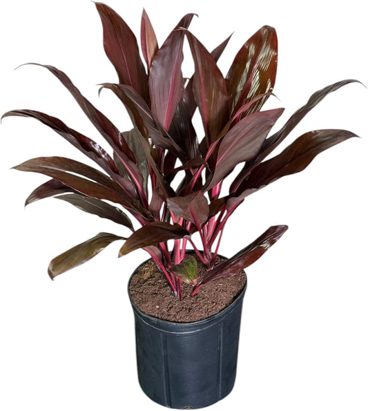 Cordyline Auntie Lou – Tropical Burgundy Foliage in 10-Inch Grower Pot for Indoor & Outdoor Use