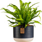 Bird's Nest Fern in Planter