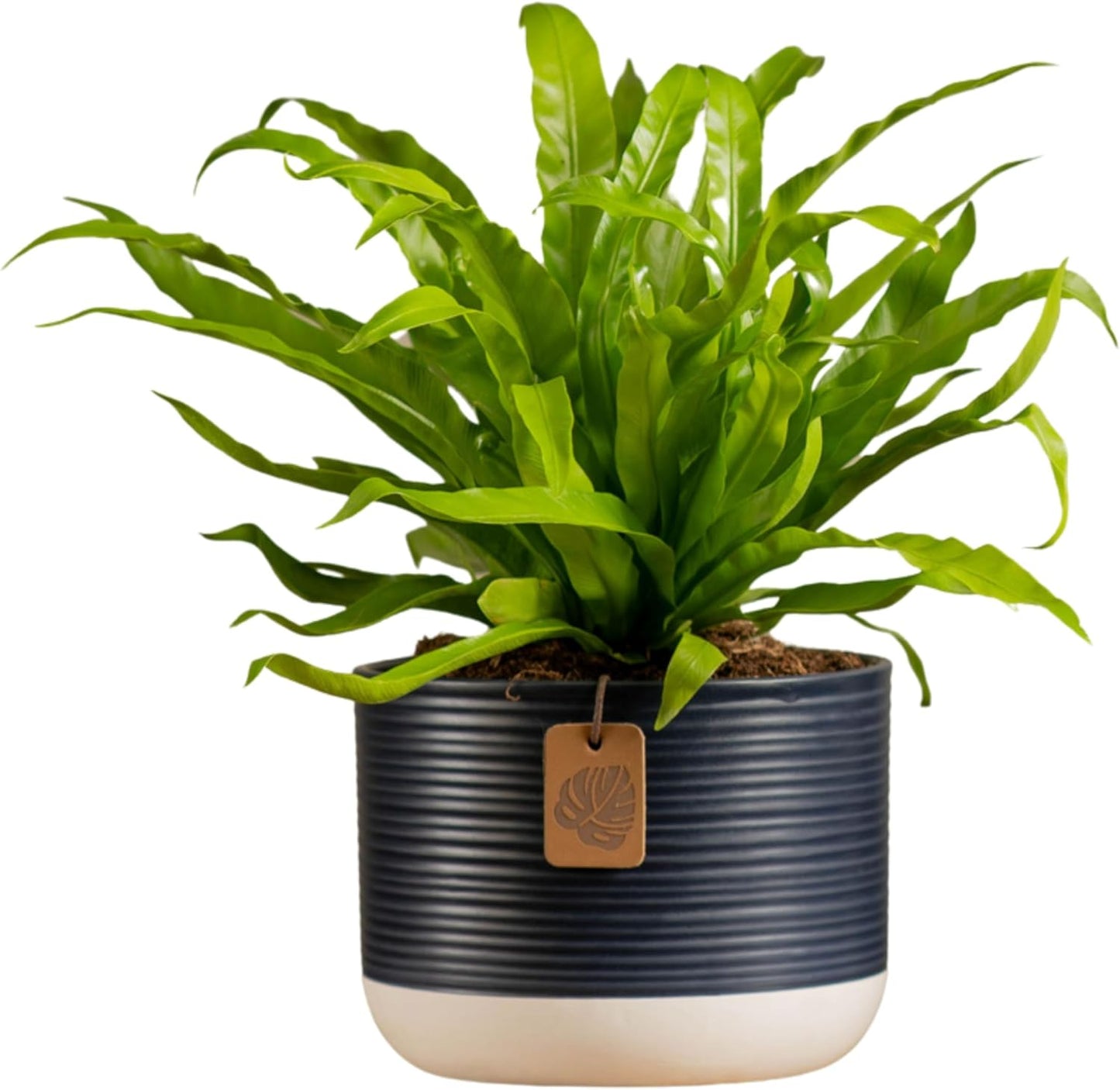 Bird's Nest Fern in Planter