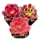 Lithops & Succulent Collection