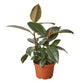 Ficus