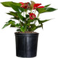 Anthurium Melanie Red Live Plant, Indoor/Outdoor, 10-inch Grower Pot, 28 inches Tall