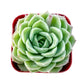 Sprout N Green Echeveria Minima, 1 Live Mini Succulent Plant Fully Rooted in 2 inch Starter Pot, Real House Plant for Indoor Outdoor Home Office Wedding Decoration Party Favor