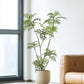 Large Fortunei Artificial Tree & Planter